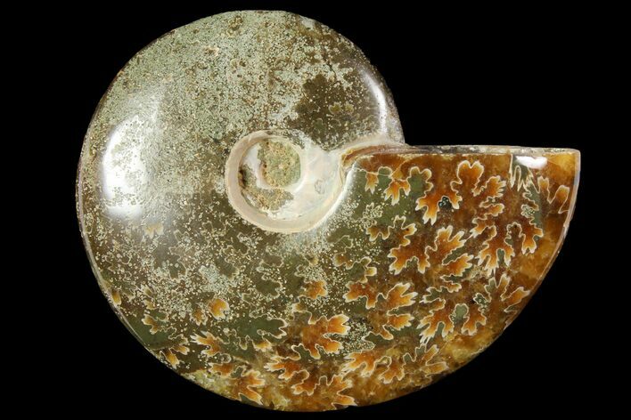 Polished, Agatized Ammonite (Cleoniceras) - Made agascar #119000